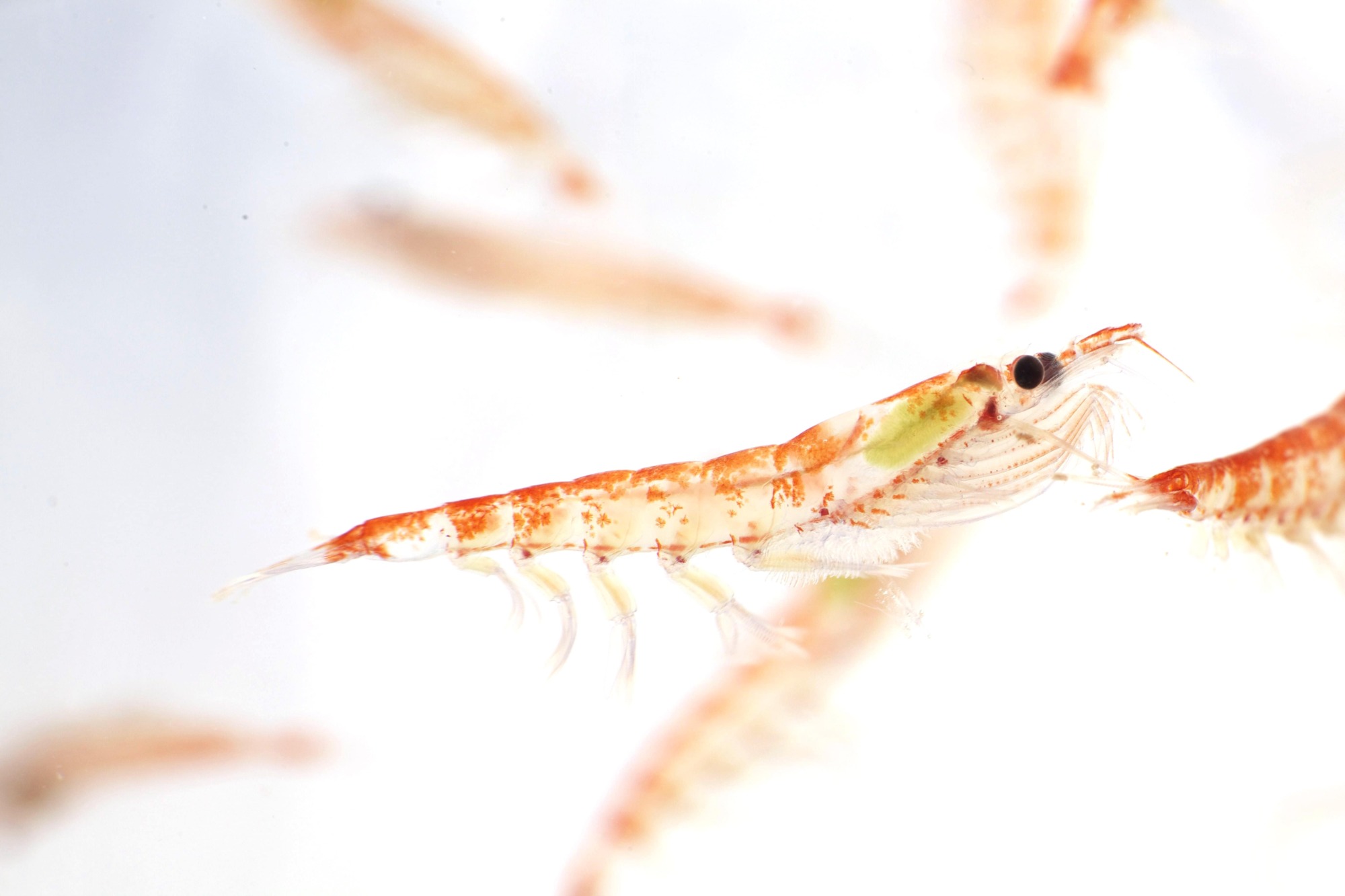 L’huile de krill, une bonne source d’acides gras oméga-3