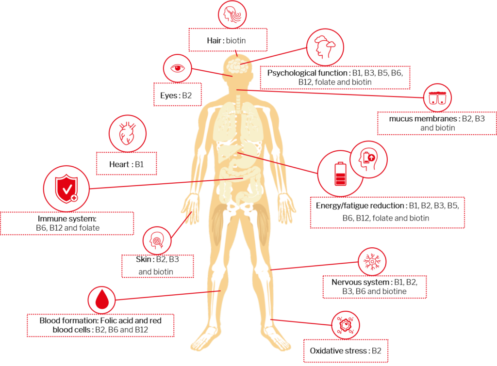 Vitamine B