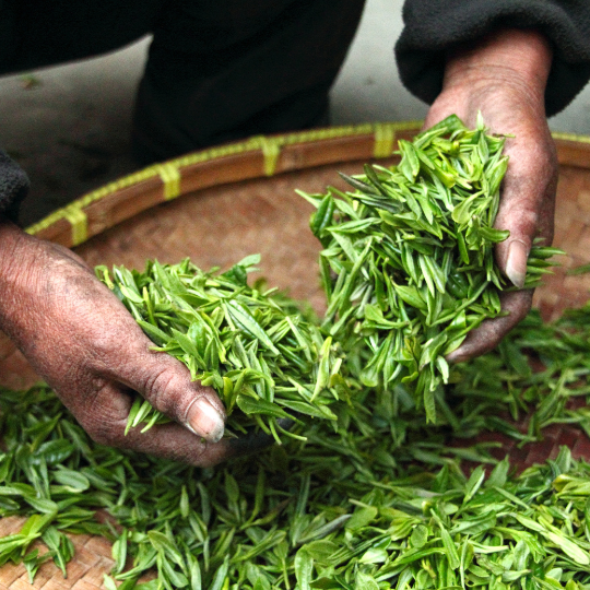 Groene thee als warme drank of extract in een voedingssupplement? Ontdek de veelzijdige kracht van de actieve stoffen